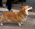 Tour de Corgi 2017