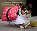 Tour de Corgi 2017