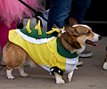 Tour de Corgi 2017