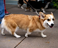 Tour de Corgi 2017