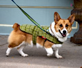 Tour de Corgi 2017