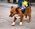 Tour de Corgi 2017