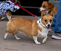 Tour de Corgi 2017