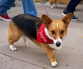 Tour de Corgi 2017