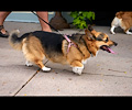 Tour de Corgi 2017