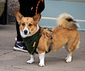 Tour de Corgi 2017