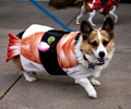 Tour de Corgi 2017