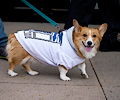 Tour de Corgi 2017