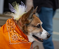 Tour de Corgi 2017