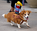 Tour de Corgi 2017