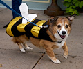 Tour de Corgi 2017