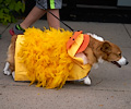 Tour de Corgi 2017