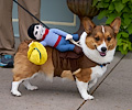 Tour de Corgi 2017