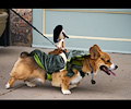 Tour de Corgi 2017