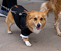 Tour de Corgi 2017