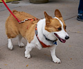 Tour de Corgi 2017