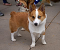 Tour de Corgi 2017