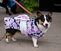 Tour de Corgi 2017
