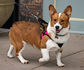 Tour de Corgi 2017