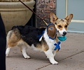 Tour de Corgi 2017