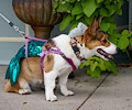 Tour de Corgi 2017