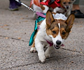 Tour de Corgi 2017