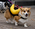 Tour de Corgi 2017
