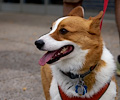 Tour de Corgi 2017