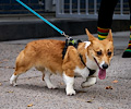 Tour de Corgi 2017
