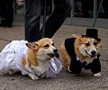 Tour de Corgi 2017