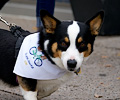 Tour de Corgi 2017