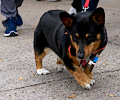 Tour de Corgi 2017