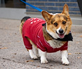 Tour de Corgi 2017