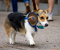 Tour de Corgi 2017