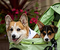 Tour de Corgi 2017