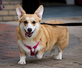 Tour de Corgi 2017