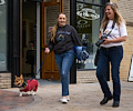 Tour de Corgi 2017