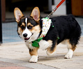 Tour de Corgi 2017
