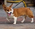Tour de Corgi 2017