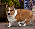 Tour de Corgi 2017