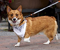 Tour de Corgi 2017