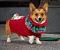 Tour de Corgi 2017
