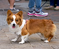 Tour de Corgi 2017