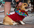 Tour de Corgi 2017
