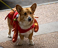 Tour de Corgi 2017