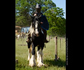 Medieval Festival Order of Epona