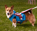 Tour de Corgi