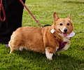 Tour de Corgi