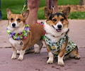 Tour de Corgi