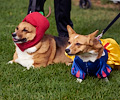 Tour de Corgi